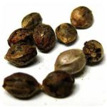 Семена марихуаны АК-47 (Seeds AK-47) в Балашове Семена марихуаны АК-47 (Seeds AK-47) в Балашове